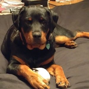 Meet your Posher, Susan